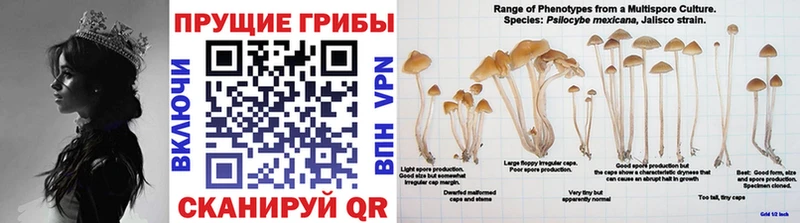 Псилоцибиновые грибы мухоморы  мега ссылки  Кущёвская 